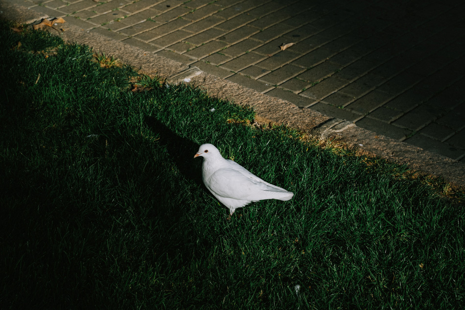 domestication10