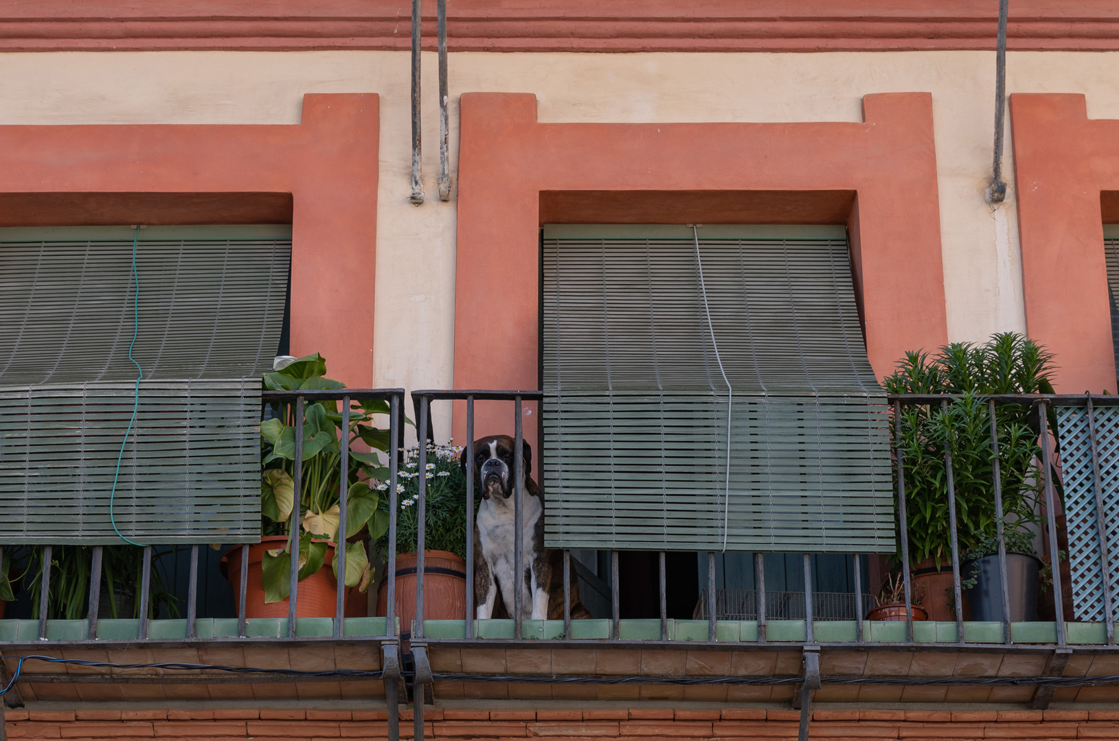 domestication5