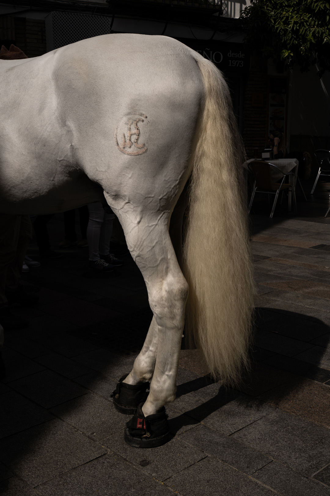 domestication6
