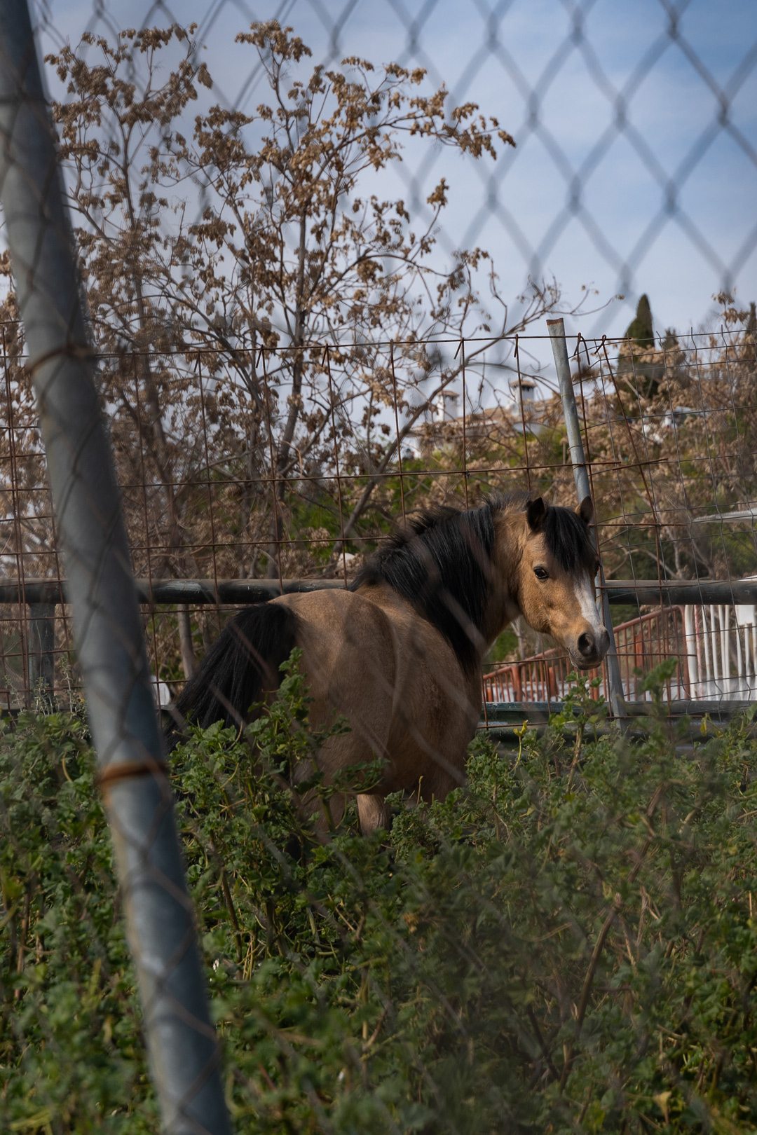 domestication7